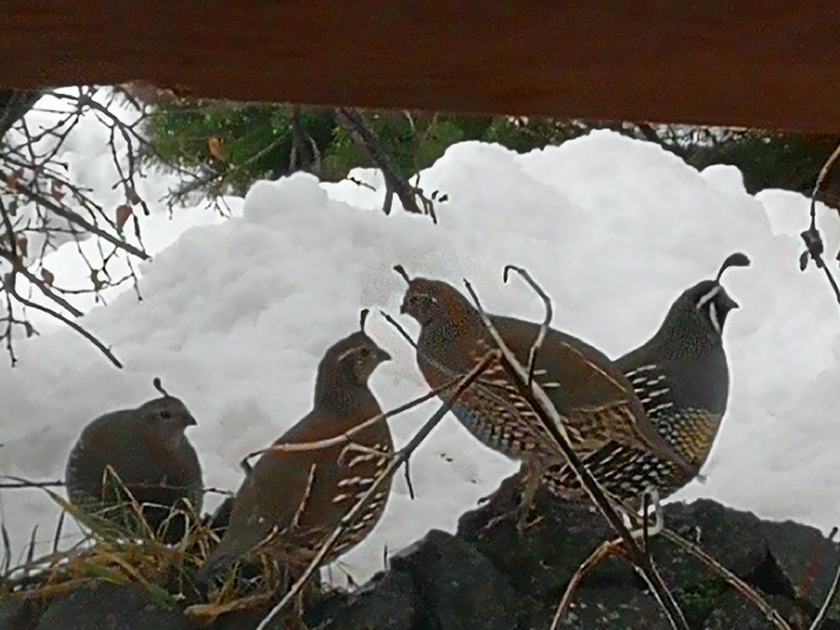Hosteria Sudbruck San Carlos de Bariloche Exterior photo